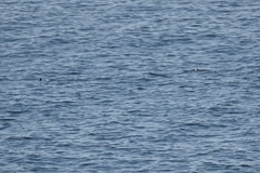 Phocoena phocoena