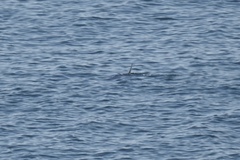 Phocoena phocoena