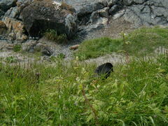 Corvus brachyrhynchos caurinus