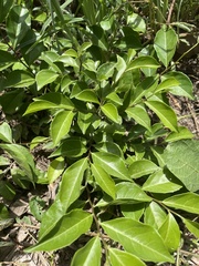 Casearia aculeata