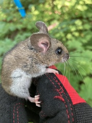 Peromyscus maniculatus gracilis