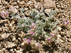 Astragalus austiniae