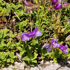 Penstemon davidsonii davidsonii