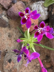 Lapeirousia pyramidalis regalis