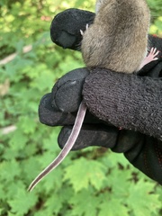 Peromyscus maniculatus gracilis