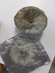 Chlorophyllum molybdites image