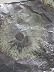 Chlorophyllum molybdites image