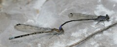 Argia tonto