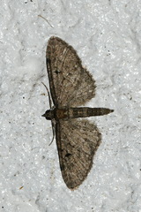 Eupithecia virgaureata