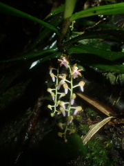 Cleisostoma recurvum