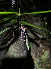 Cleisostoma recurvum