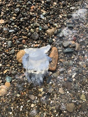 Rhizostoma pulmo