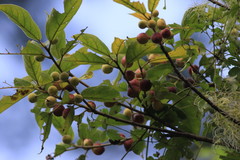 Ficus erecta beecheyana