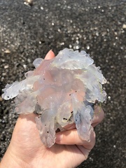 Rhizostoma pulmo