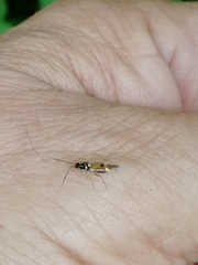 Cyllecoris histrionius