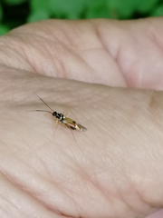 Cyllecoris histrionius