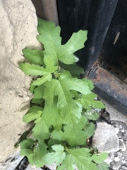 Ficus carica