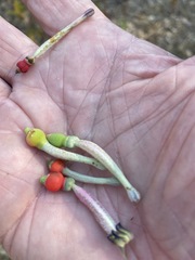 Tapinanthus