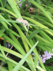 Anolis carolinensis