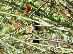 Melaniparus cinerascens