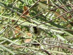 Melaniparus cinerascens