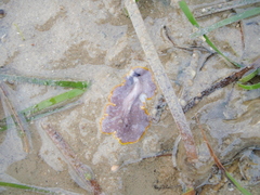 Prostheceraeus moseleyi