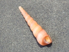 Turritellinella tricarinata