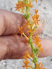 Manulea tomentosa