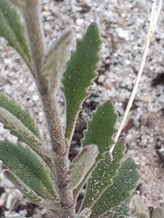 Manulea tomentosa