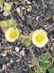 Drymocallis pseudorupestris