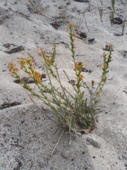 Manulea tomentosa