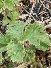 Drymocallis pseudorupestris