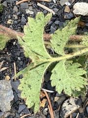 Drymocallis pseudorupestris