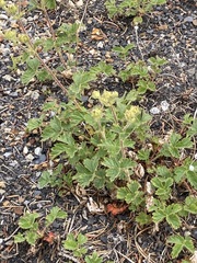 Drymocallis pseudorupestris