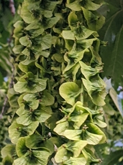 Pterocarya