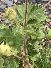 Drymocallis pseudorupestris