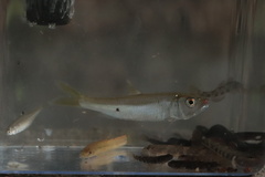 Opsariichthys bidens