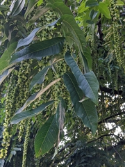 Pterocarya
