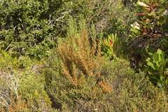 Erica arenaria