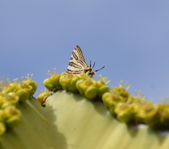 Cigaritis natalensis