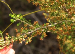 Erica arenaria