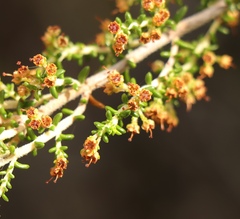 Erica arenaria