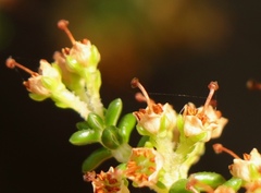 Erica arenaria