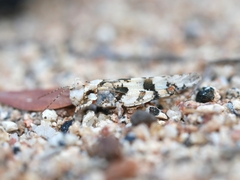 Trimerotropis inconspicua