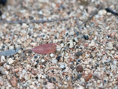 Trimerotropis inconspicua