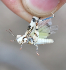 Trimerotropis inconspicua