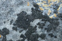 Placopyrenium fuscellum