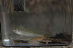 Opsariichthys bidens