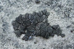 Placopyrenium fuscellum
