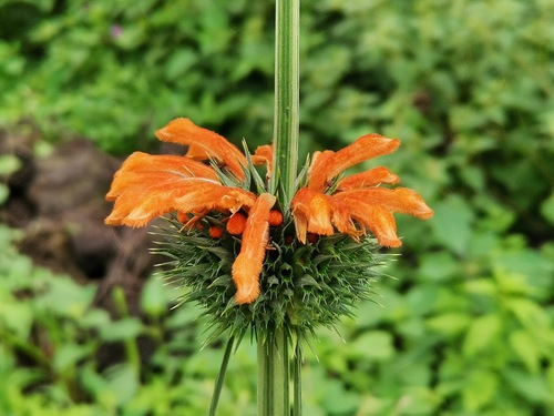 lion's ear